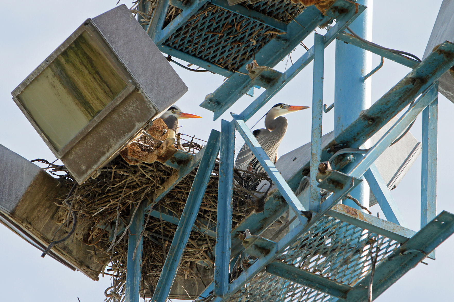 Mare Island bird watching tour